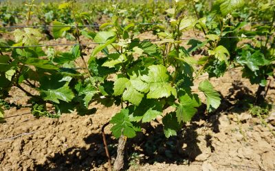 Travaux de printemps