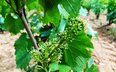 La vigne est en fleurs