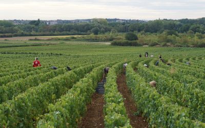 Vendanges 2020