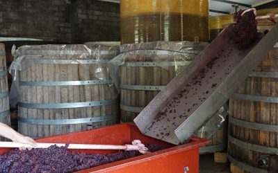 Décuvage des vins rouges