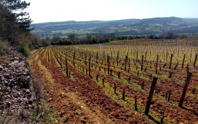 Paysage de Printemps