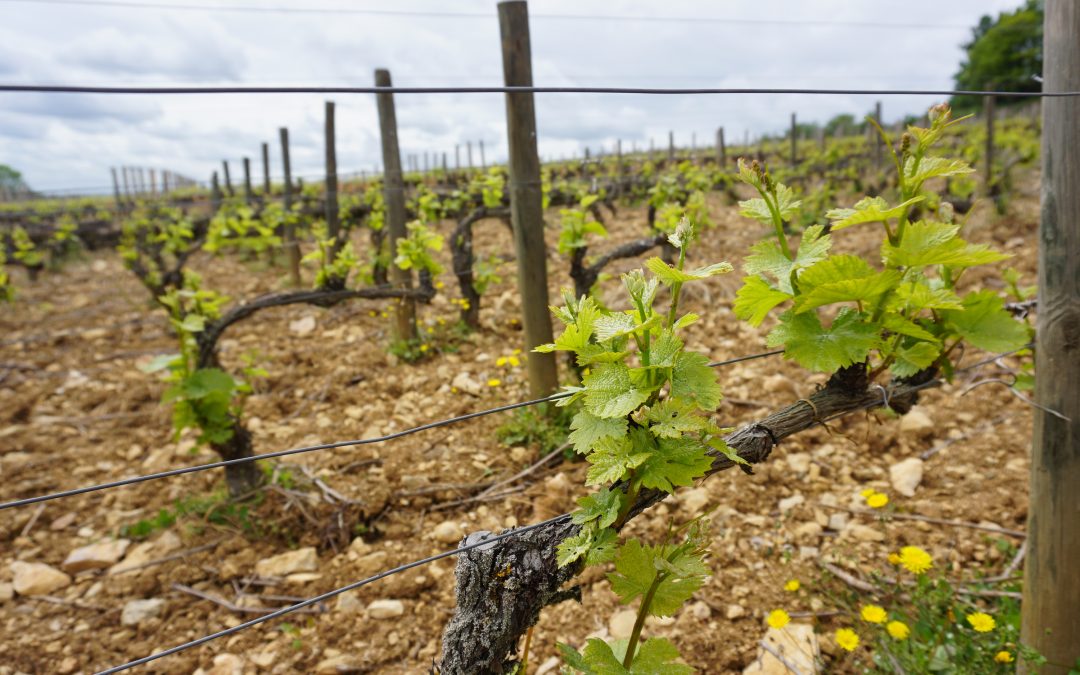 Enfin, la vigne pousse!