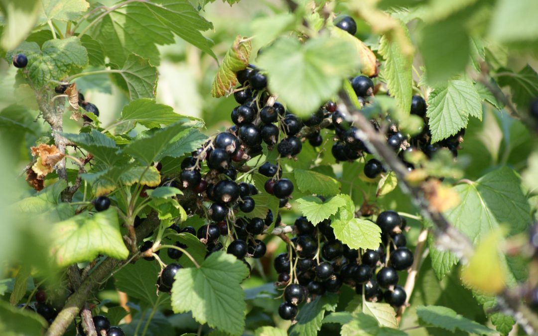 La récolte des cassis a enfin commencé!