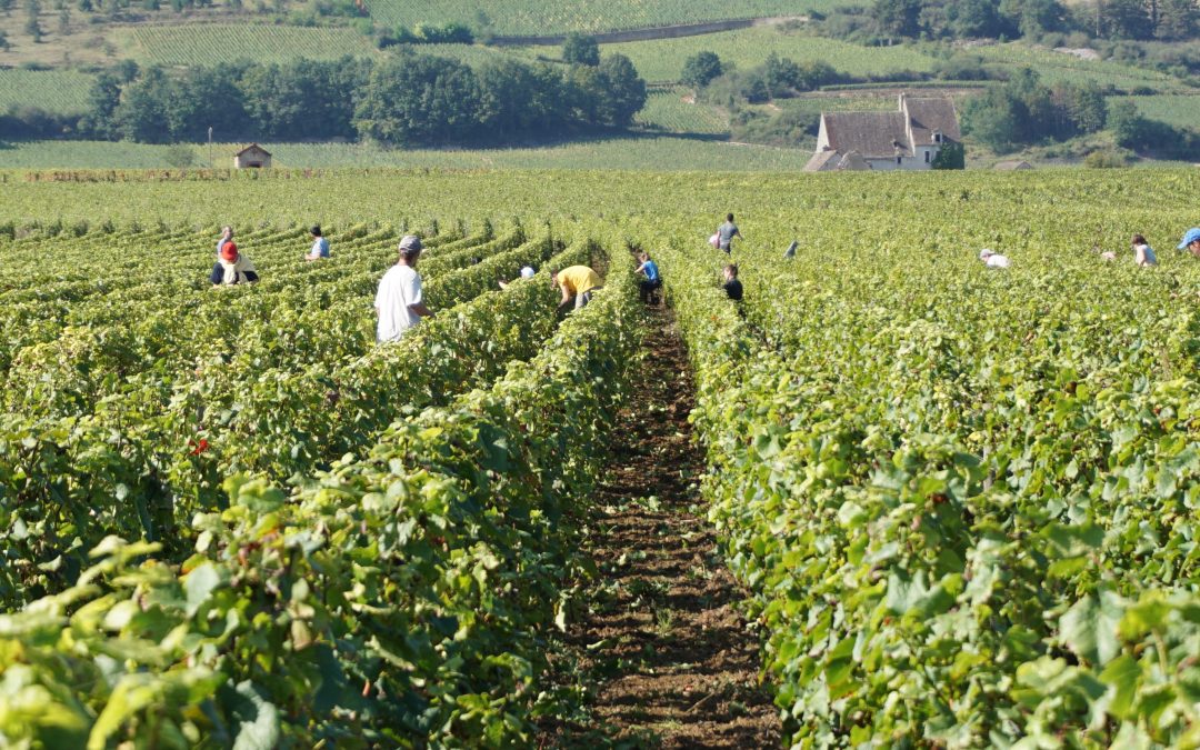 Vendanges 2021, c&rsquo;est parti!