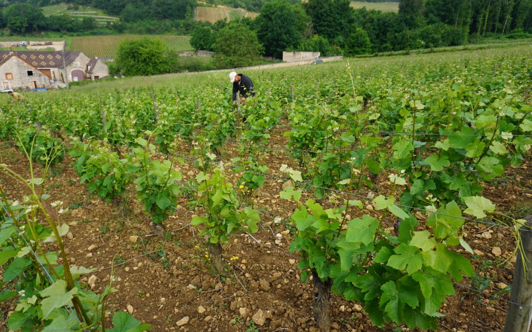 TRAVAUX EN VERT