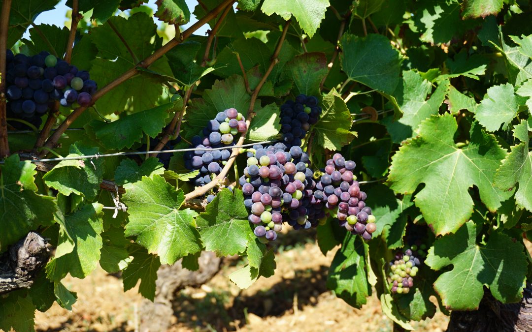 VERAISON