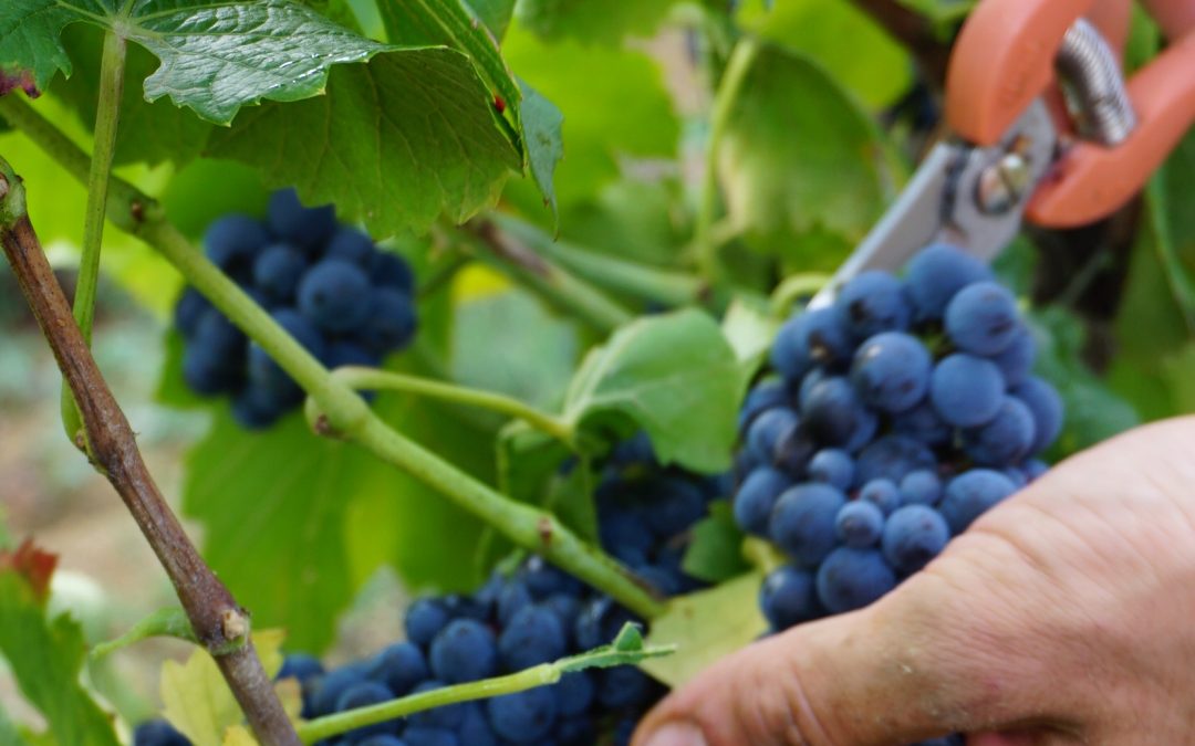Vendanges 2022