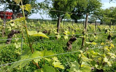 C&rsquo;est le Printemps!