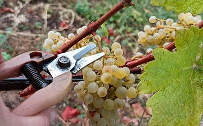 VENDANGES 2026